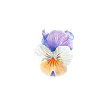 Load image into Gallery viewer, PANSY PRINT
