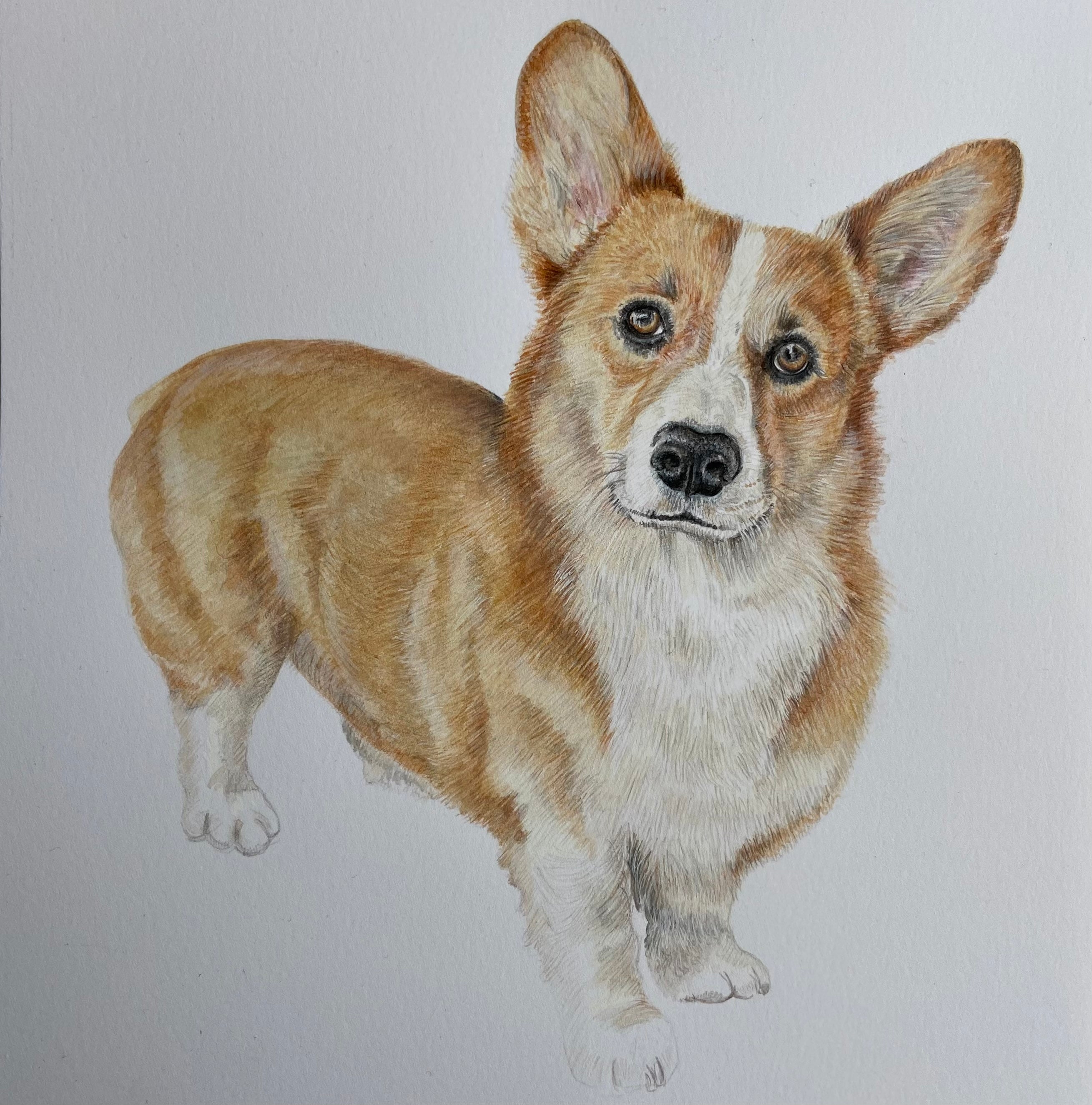 CORGI ORIGINAL ARTWORK